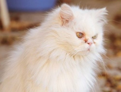 Cats of Iran project