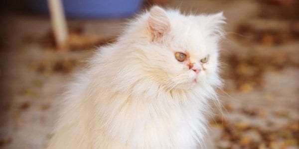 Cats of Iran project | Dr Rave`s Photography 2