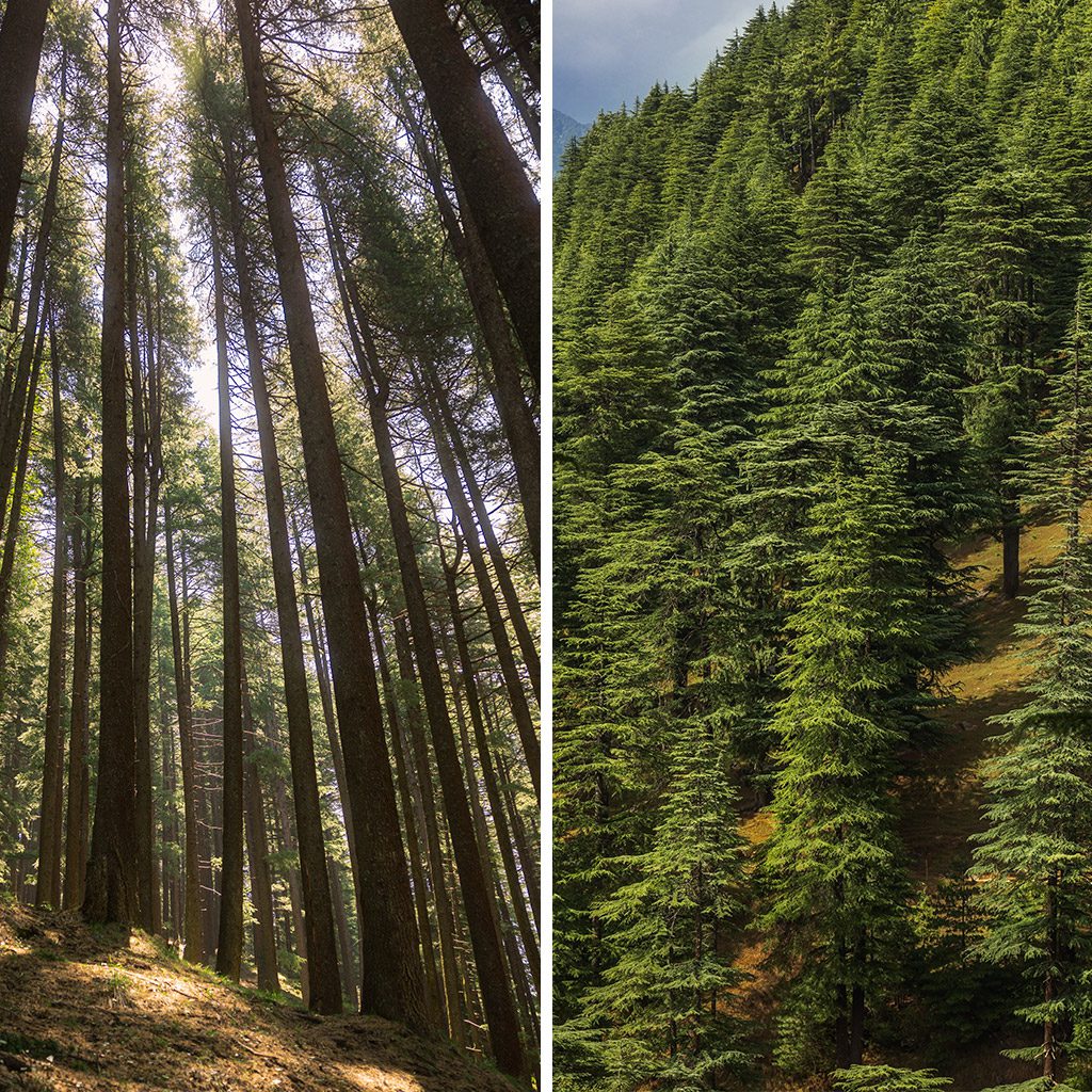 Comparative photograph demonstrating perspective, showing a tree from a low angle and the same tree from a distance.